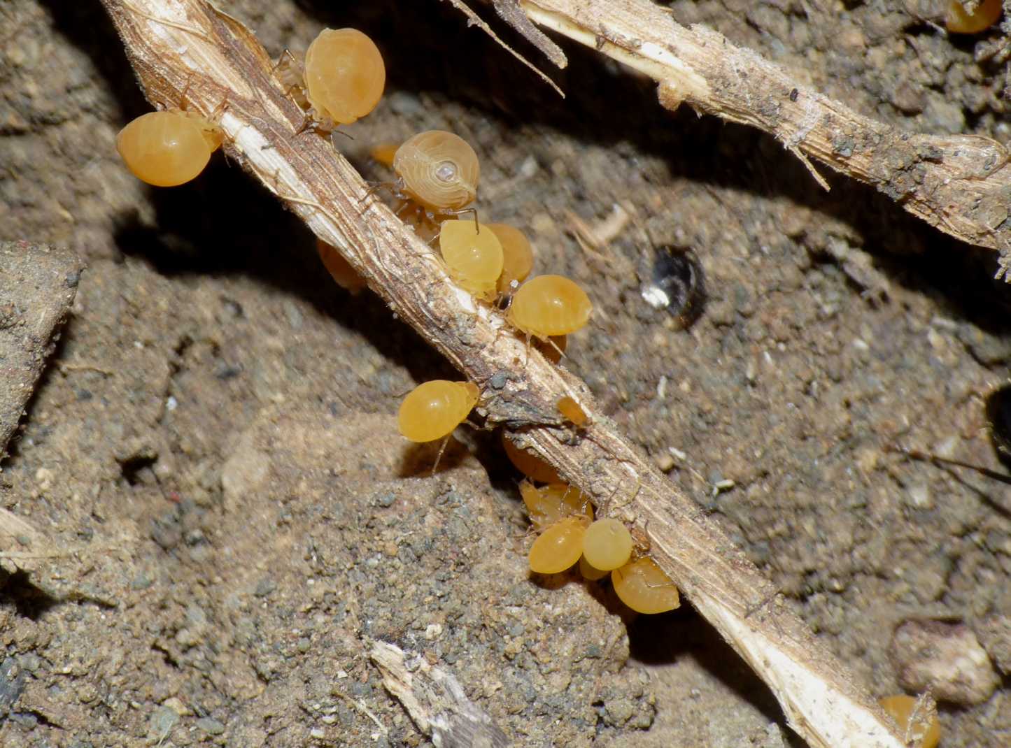 Forda cfr marginata ospiti di Camponotus aethiops